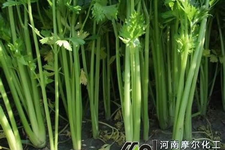 芹菜倒伏用什么叶面肥最好？