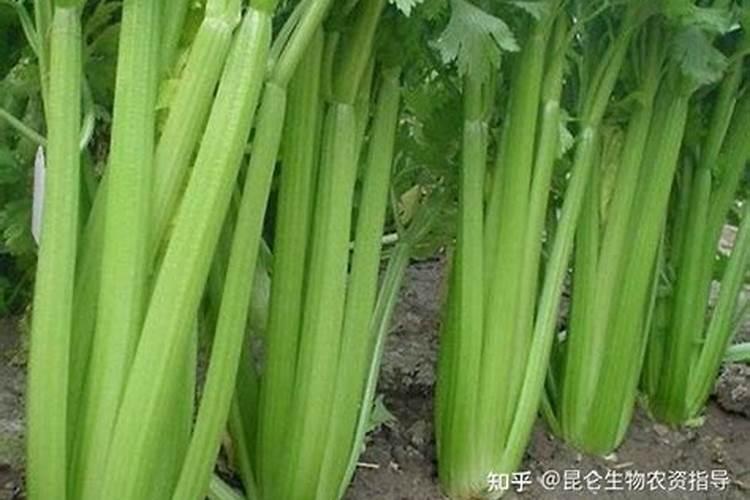 芹菜叶面肥用什么好 注意事项有哪些