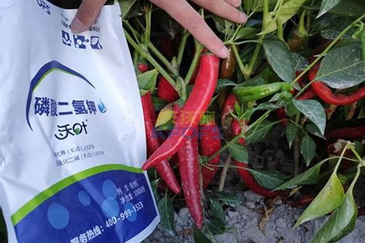 种辣椒喷什么叶面肥效果好一点？