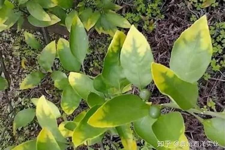 怎样防治柑橘缺钾症？