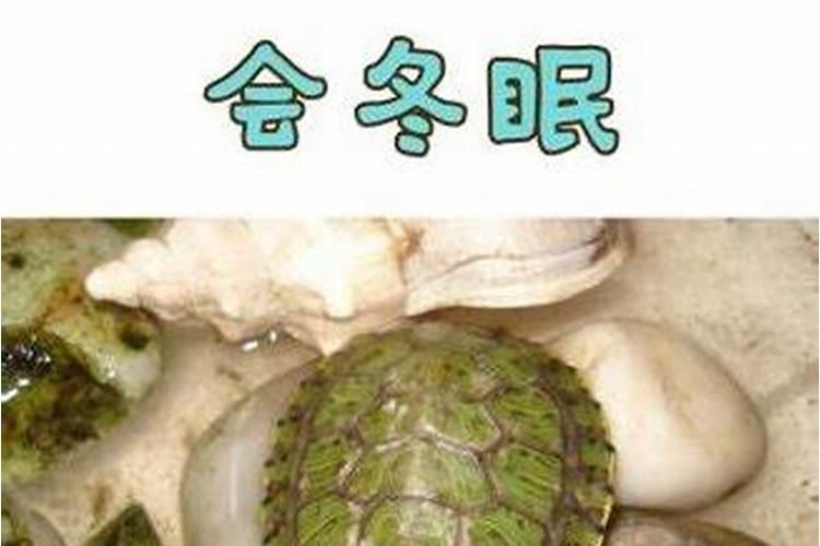 乌龟什么时候开始不吃饭