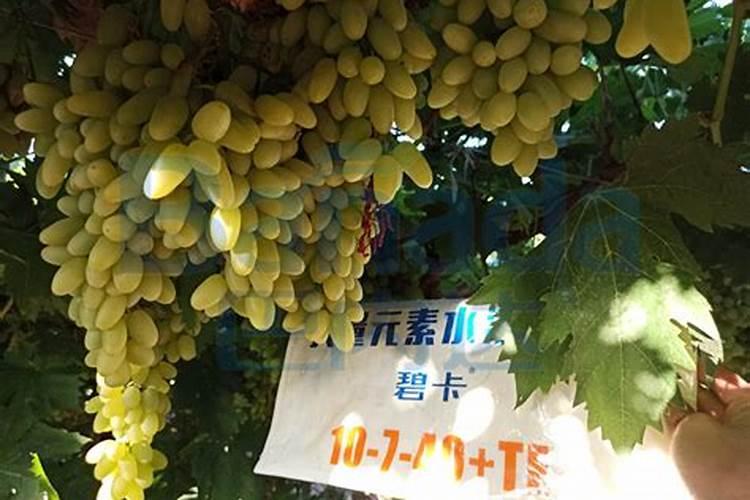 水溶肥多久能见效