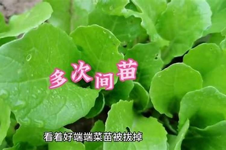快菜的生长过程