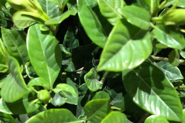 栀子花可以用钾肥吗怎么施肥？