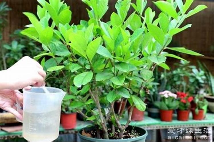 养栀子花的肥料 栀子花最好的肥料是什么怎么施
