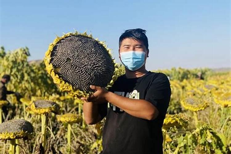 食葵种植技术是怎样的