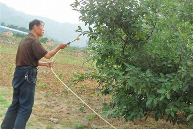 果树叶面肥过量如何挽救