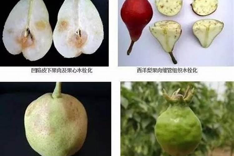 酥梨缺中量元素有何表现