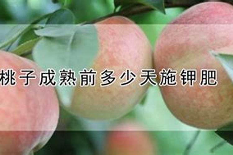 桃子成熟前多少天施钾肥
