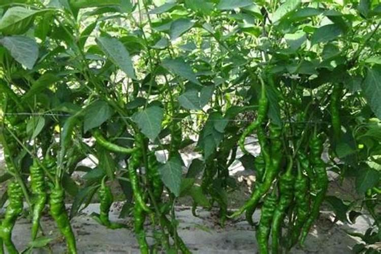 让辣椒多坐果的配方 用什么肥料比较好