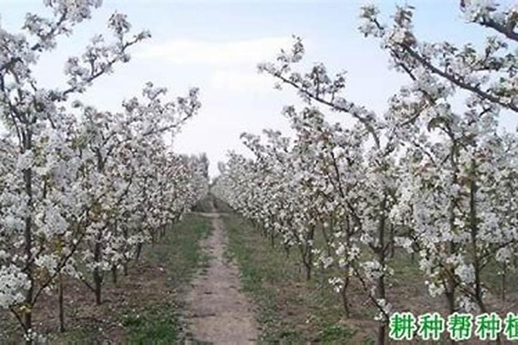 梨树什么时候追施肥料好？