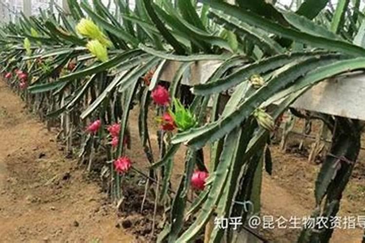 火龙果叶面肥怎么选择好的？