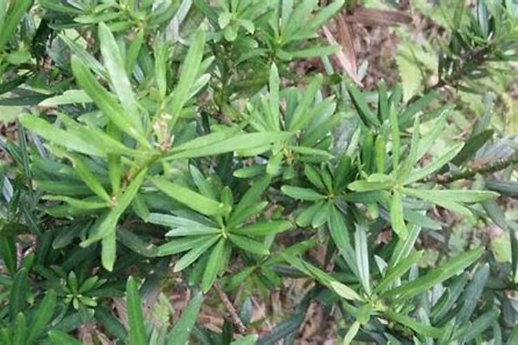 夏天罗汉松怎么喷叶面肥水？