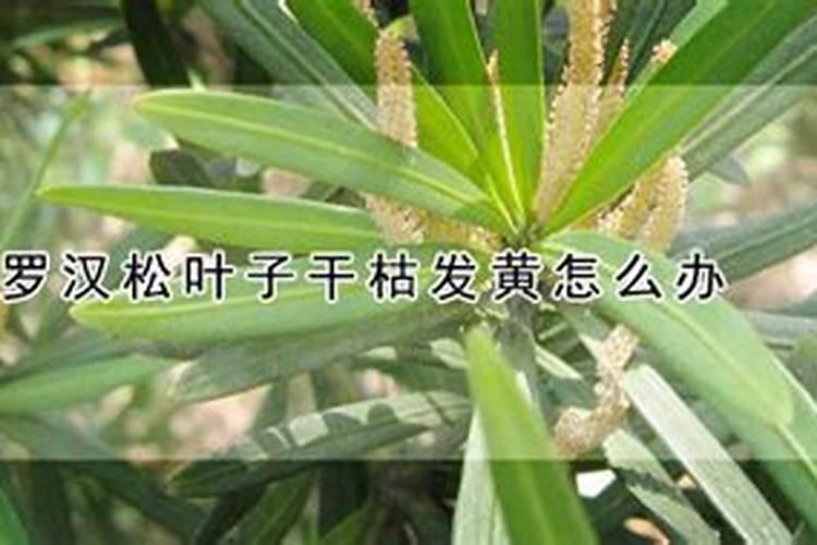罗汉松叶子发黄干枯用什么药救活