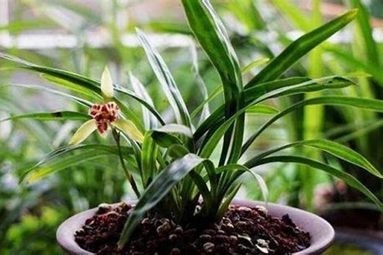 兰花怎么施肥才能开花？