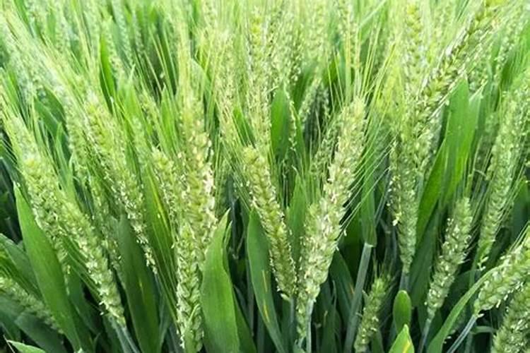 小麦什么时候使用磷肥合适？