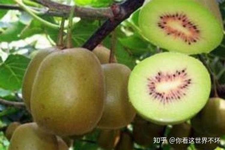 猕猴桃膨大期如何施肥 猕猴桃怎么施肥比较好